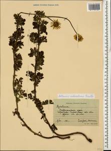 Cota melanoloma subsp. melanoloma, Caucasus, Stavropol Krai, Karachay-Cherkessia & Kabardino-Balkaria (K1b) (Russia)