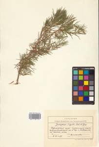 Juniperus rigida Siebold & Zucc., Siberia, Russian Far East (S6) (Russia)