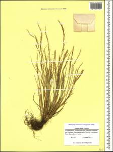 Festuca ambigua Le Gall, Caucasus, Azerbaijan (K6) (Azerbaijan)