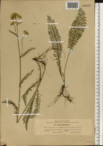 Achillea millefolium L., Eastern Europe, Western region (E3) (Russia)