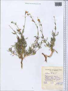 Silene brahuica Boiss., Middle Asia, Western Tian Shan & Karatau (M3) (Tajikistan)
