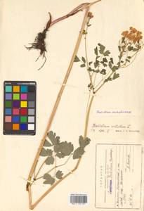 Thalictrum sachalinense Lecoy., Siberia, Russian Far East (S6) (Russia)