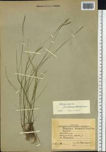 Elymus jacutensis (Drobow) Tzvelev, Siberia, Yakutia (S5) (Russia)