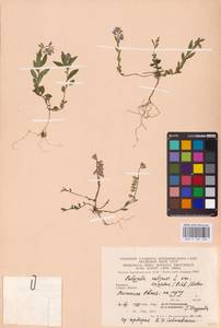 Polygala vulgaris L., Eastern Europe, West Ukrainian region (E13) (Ukraine)