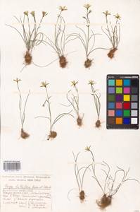 Gagea bulbifera (Pall.) Salisb., Eastern Europe, Lower Volga region (E9) (Russia)