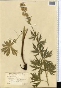 Aconitum talassicum Popov, Middle Asia, Western Tian Shan & Karatau (M3) (Kazakhstan)