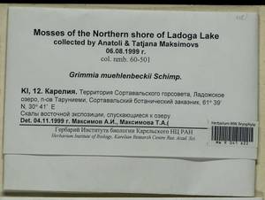 Grimmia muehlenbeckii Schimp., Bryophytes, Bryophytes - Karelia, Leningrad & Murmansk Oblasts (B4) (Russia)