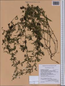 Vicia hirsuta (L.)Gray, Western Europe (EUR) (United Kingdom)