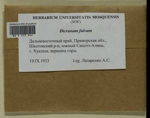 Orthodicranum fulvum (Hook.) G. Roth, Bryophytes, Bryophytes - Russian Far East (excl. Chukotka & Kamchatka) (B20) (Russia)