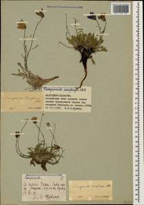 Campanula saxifraga, Caucasus, Stavropol Krai, Karachay-Cherkessia & Kabardino-Balkaria (K1b) (Russia)