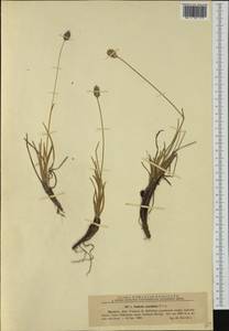 Sesleria coerulans Friv., Western Europe (EUR) (Romania)