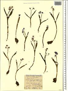 Scilla bifolia L., Caucasus, Georgia (K4) (Georgia)
