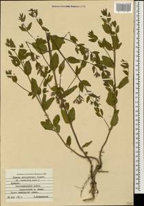 Nepeta ucranica subsp. schischkinii (Pojark.) Rech.f., Caucasus, Armenia (K5) (Armenia)