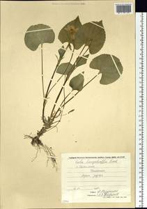 Viola langsdorfii (Regel) Fisch. ex Ging., Siberia, Russian Far East (S6) (Russia)