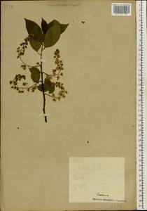 Prunus padus L., Eastern Europe, Estonia (E2c) (Estonia)