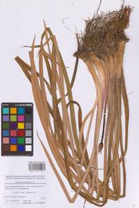 Butomus umbellatus L., Eastern Europe, Moscow region (E4a) (Russia)