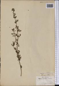 Scrophulariaceae, America (AMER) (French Guiana)