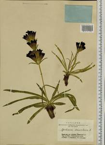 Gentiana decumbens L. fil., Siberia, Altai & Sayany Mountains (S2) (Russia)