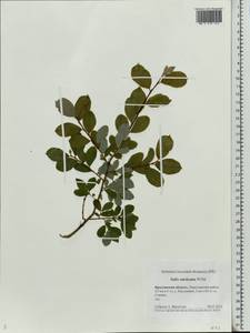 Salix starkeana Willd., Eastern Europe, Central forest region (E5) (Russia)
