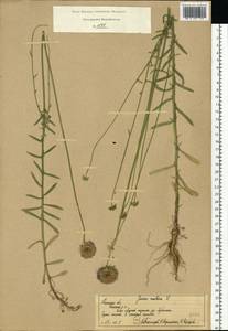 Jasione montana L., Eastern Europe, Central region (E4) (Russia)