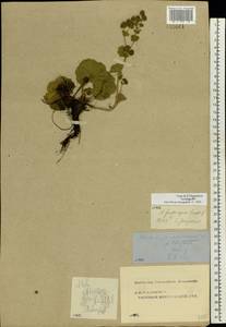 Alchemilla propinqua H. Lindb. ex Juz., Eastern Europe, Central forest region (E5) (Russia)