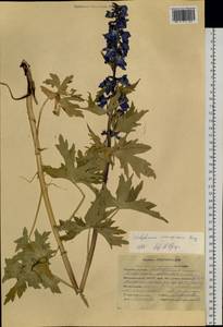 Delphinium inconspicuum Serg., Siberia, Altai & Sayany Mountains (S2) (Russia)