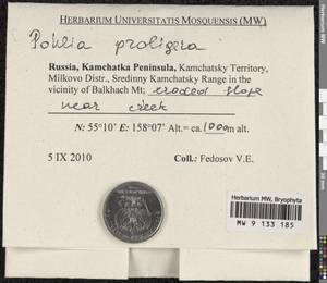 Pohlia proligera (Kindb. ex Breidl.) Lindb. ex Arnell, Bryophytes, Bryophytes - Chukotka & Kamchatka (B21) (Russia)