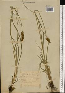 Carex vulpina L., Eastern Europe, Middle Volga region (E8) (Russia)