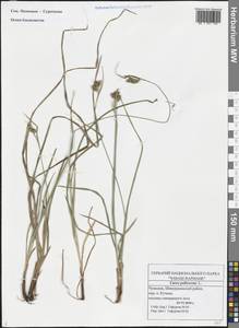 Carex pallescens L., Eastern Europe, Middle Volga region (E8) (Russia)