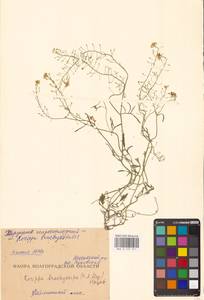Rorippa brachycarpa (C.A.Mey.) Hayek, Eastern Europe, Lower Volga region (E9) (Russia)