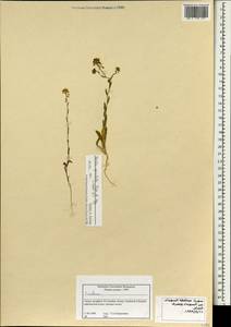 Neslia paniculata subsp. thracica (Velen.) Bornm., South Asia, South Asia (Asia outside ex-Soviet states and Mongolia) (ASIA) (Syria)
