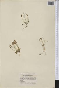 Leavenworthia aurea Torr., America (AMER) (United States)