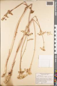 Semenovia transiliensis Regel & Herder, Middle Asia, Northern & Central Tian Shan (M4) (Kyrgyzstan)