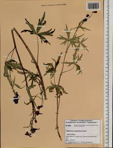 Delphinium cheilanthum Fisch. ex DC., Siberia, Central Siberia (S3) (Russia)