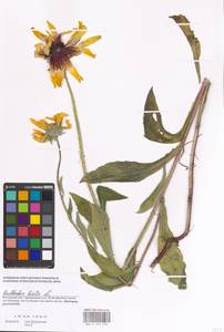 Rudbeckia hirta L., Eastern Europe, Moscow region (E4a) (Russia)