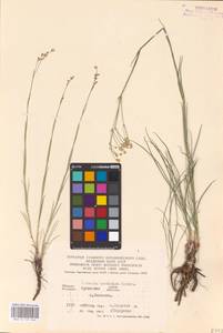 Eremogone saxatilis (L.) Ikonn., Eastern Europe, Central forest-and-steppe region (E6) (Russia)