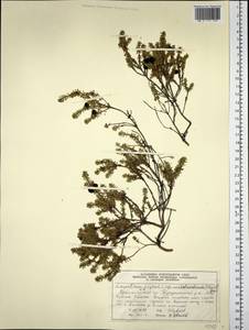 Empetrum nigrum subsp. subholarcticum (V. N. Vassil.) Kuvaev, Siberia, Central Siberia (S3) (Russia)