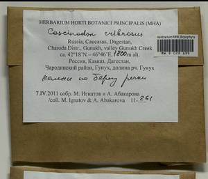 Coscinodon cribrosus (Hedw.) Spruce, Bryophytes, Bryophytes - North Caucasus & Ciscaucasia (B12) (Russia)