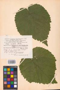 Tilia cordata Mill., Eastern Europe, Central region (E4) (Russia)