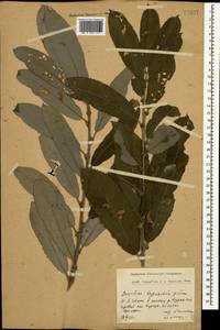Salix aegyptiaca × caucasica, Caucasus, Dagestan (K2) (Russia)