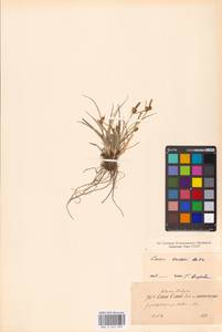 Carex oederi var. oederi, Eastern Europe, North-Western region (E2) (Russia)