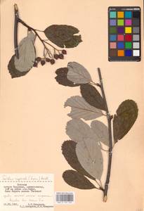 Aria rupicola (Syme) Mezhenskyj, Eastern Europe, Estonia (E2c) (Estonia)