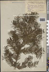 Taxus cuspidata Siebold & Zucc., Siberia, Russian Far East (S6) (Russia)