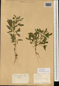 Chenopodium serotinum L., South Asia, South Asia (Asia outside ex-Soviet states and Mongolia) (ASIA) (China)