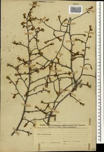 Carpinus betulus L., Caucasus, Azerbaijan (K6) (Azerbaijan)