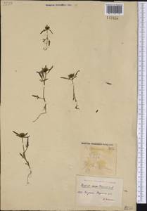 Bidens tripartita L., Siberia, Yakutia (S5) (Russia)