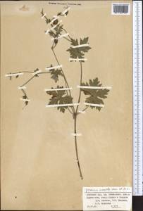 Geranium saxatile Kar. & Kir., Middle Asia, Pamir & Pamiro-Alai (M2) (Kyrgyzstan)