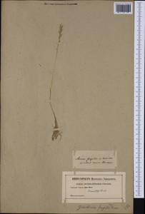 Gaudinia fragilis (L.) P.Beauv., Western Europe (EUR) (Not classified)