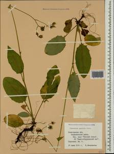 Hieracium murorum subsp. gentile (Jord. ex Boreau) Sudre, Eastern Europe, Northern region (E1) (Russia)