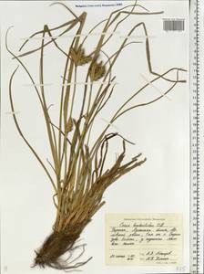 Carex hordeistichos Vill., Eastern Europe, North Ukrainian region (E11) (Ukraine)